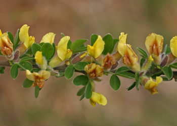 Behaarter Zwergginster (Chamaecytisus hirsutus) - © Emanuel Trummer